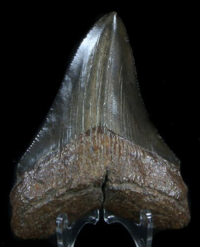 Glossy, Megalodon Tooth - South Carolina #35966